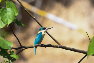 Eisvogel