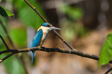 Eisvogel