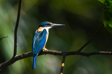 Eisvogel