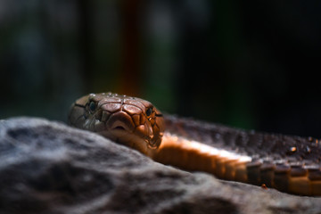 King Cobra