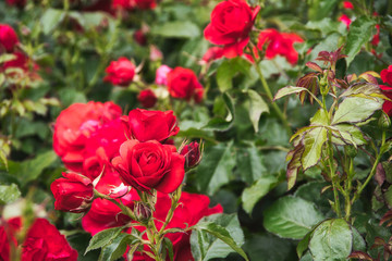 red rose flower in the garden