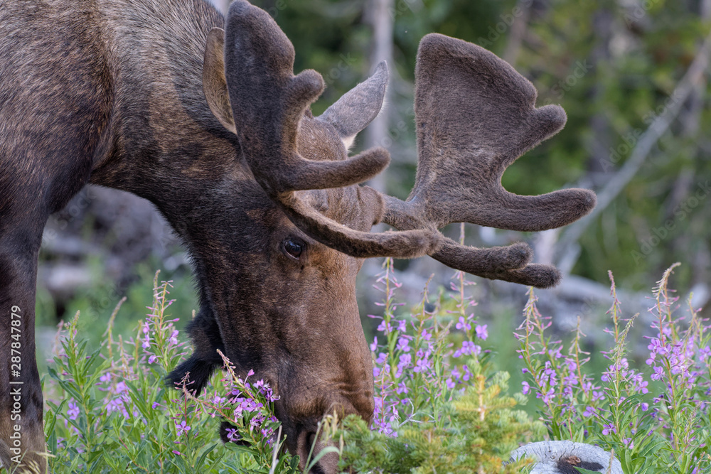 Wall mural shiras moose in the rocky mountains of colorado