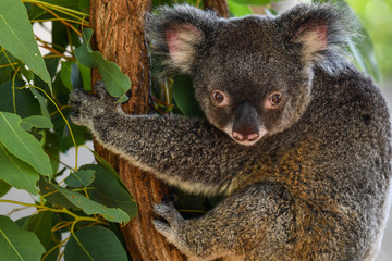 Naklejka premium Koala