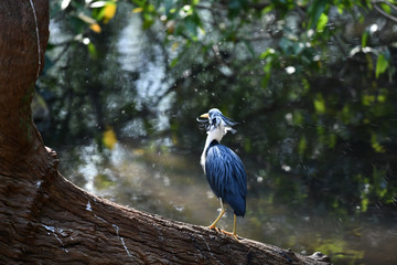 Blaureiher