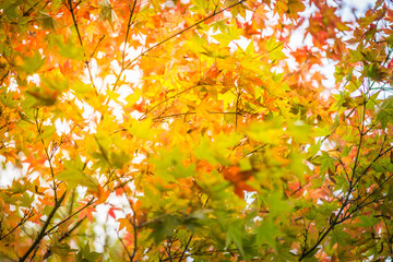 Colourful autumn trees with red leaves in English Park