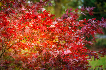 Colourful autumn trees with red leaves in English Park