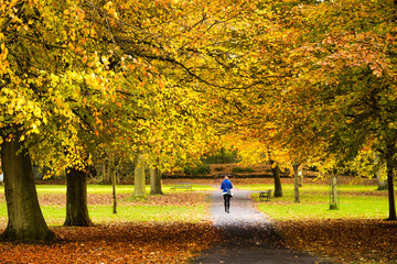 Colourful autumn trees with yellow leaves in English Park