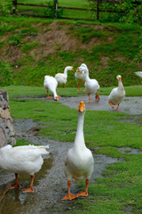 A group of gooses on wet floor after rain