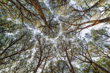 Beautiful pine forest seen from below