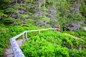 Path in canadian national park.
