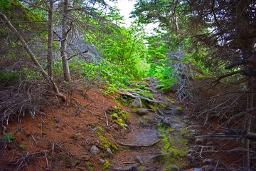 Path in canadian national park.