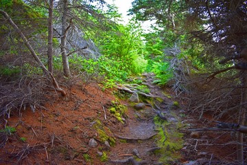Path in canadian national park.