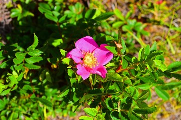 Beautiful pink flower