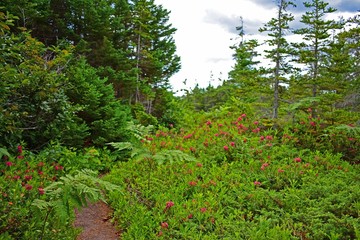 Path in canadian national park