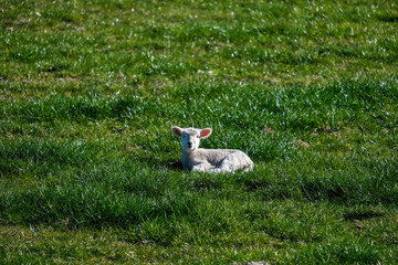 Lamb playing in a grassy field and sleeping © Brandan