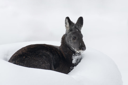 Siberian Musk Deer In Snow