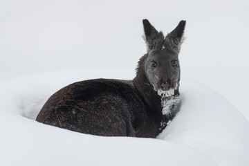 Siberian musk deer sitting in snowdrift - obrazy, fototapety, plakaty