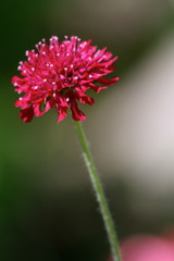 Pink Flower