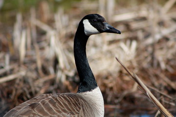 Goose
