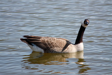 Canada Goose Looking at Me