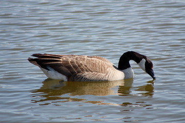 Canada Goose in Water