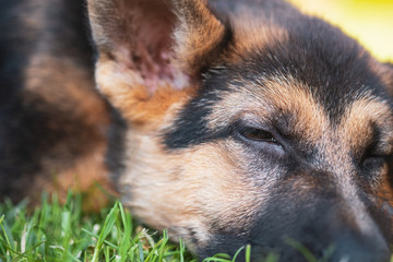 Playful puppy german shepherd dog lying nicely in the green grass