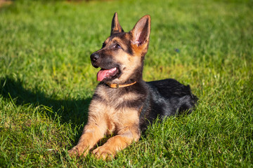 Playful puppy german shepherd dog lying nicely in the green grass
