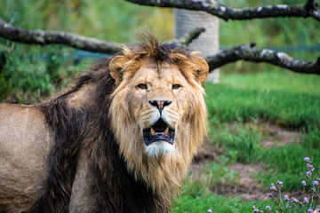 Asiatic lion (Panthera leo persica). A critically endangered species.