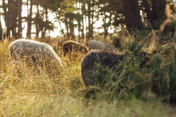 Obraz na płótnie Canvas Sheep eating among ferns at sunset in California