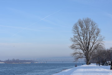 winter landscape with trees