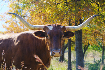 Texas longhorn cow portrait with fall foliage in background on cattle ranch.