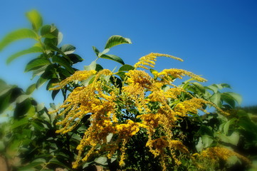 Blume im Feld in Heppenheim 