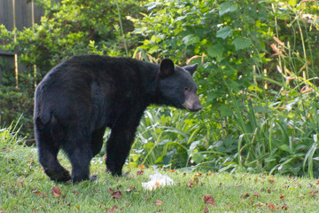 Guilty Looking, Trash Eating Black Bear in the Back Yard