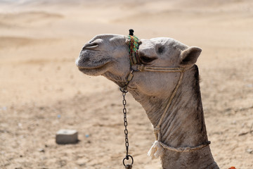 Camel Face in the Desert 