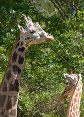 Expressive Pair of Long Necked Giraffes