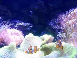 Peixe