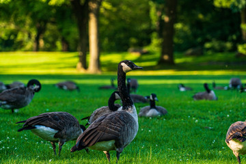 goose on green grass
