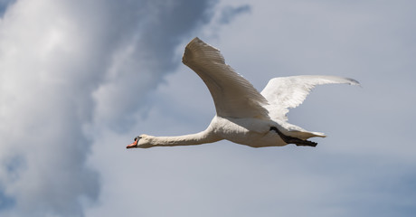 cygne