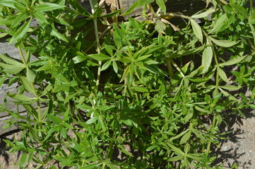 Madder, Rubia tinctorum, in Buckfast Abbey, Devon, England, July 2019