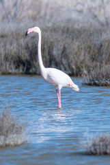 flamant rose