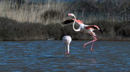 flamant rose