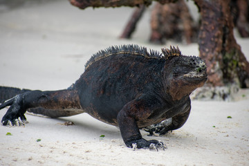 Galapagos Marine Iguanas