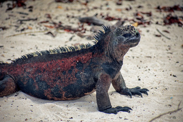Galapagos Marine Iguanas