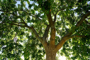 The fresh green  tree 