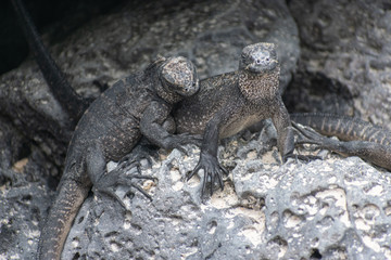 Galapagos Marine Iguanas