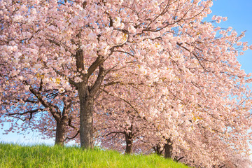 Cherry blossom in full bloom