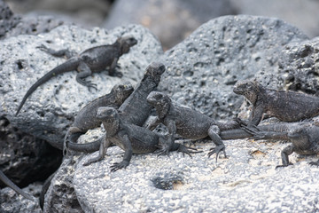 Galapagos Marine Iguanas