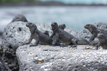 Galapagos Marine Iguanas