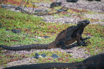 Galapagos Marine Iguanas