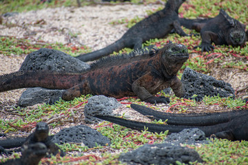 Galapagos Marine Iguanas